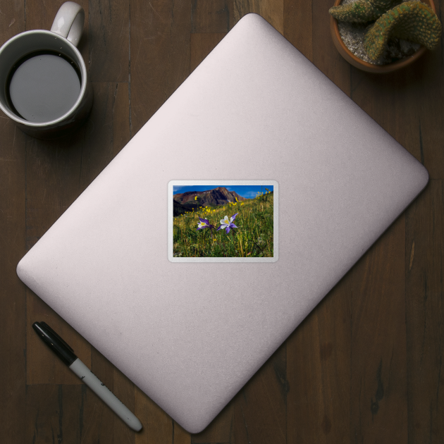 Blue Columbines in San Juan mountains by algill